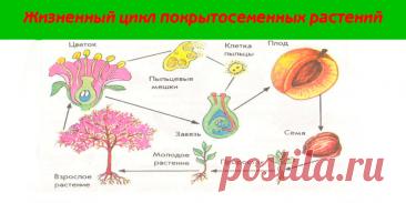 Жизненный цикл покрытосеменных растений - Сад и огород