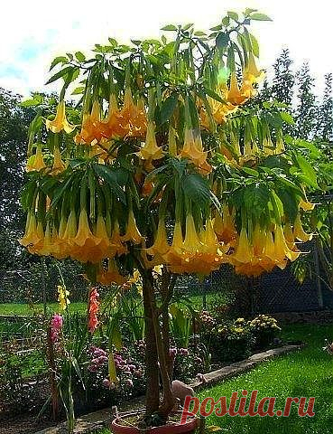 Brugmansia.