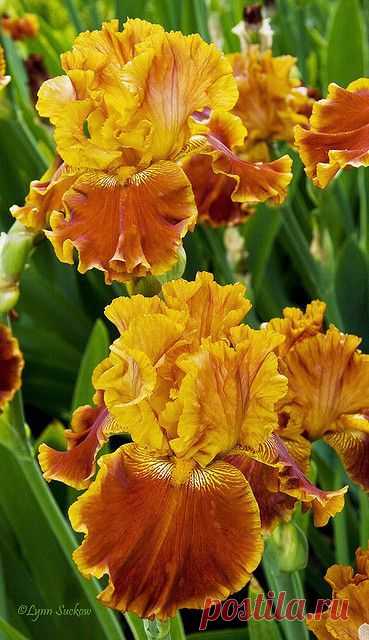 Bronze beauties | Just Iris~