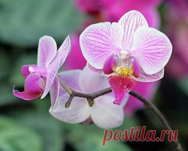 Секреты выращивания домашних орхидей — Сад на подоконнике