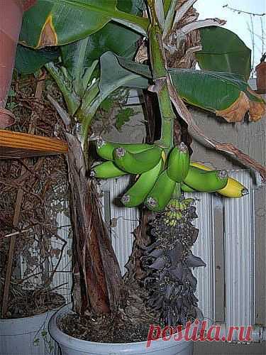 Выращиваем банан дома!