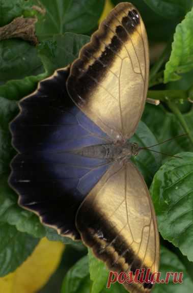 Caligo telamonius