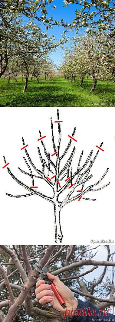 Формирование кроны и обрезка плодовых деревьев. Схемы обрезки | vparnike.ru