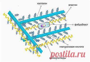 Эластичность нашей коже придают содержащиеся в дерме волокна коллагена, а упругость – расположенные между ними молекулы гиалуроновой кислоты.