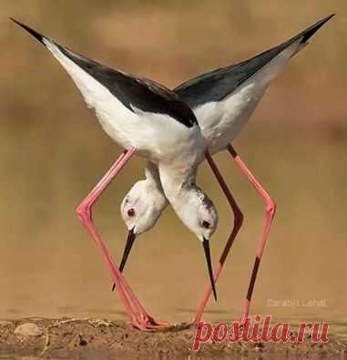 AVES... PAJAROS... INSECTOS... ANIMALES EN LA NATURALEZA! | Página 10