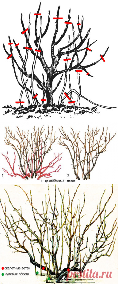 Можно ли обрезать смородину весной. Схема обрезки смородины осенью осенью. Весенняя обрезка смородины черной. Весенняя срезка смородины. Обрезка куста смородины весной.