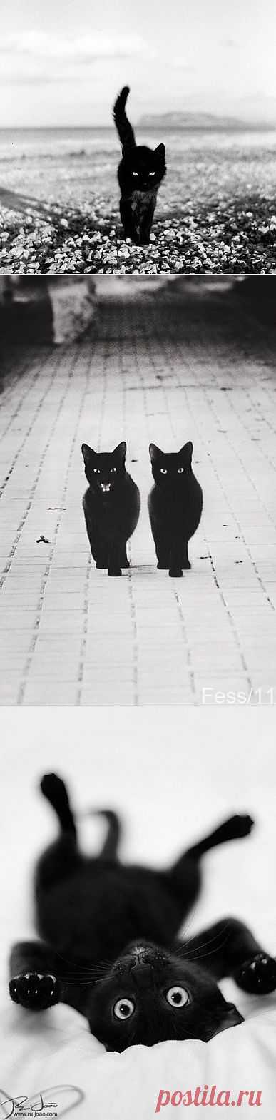 Жил да был черный кот за углом...