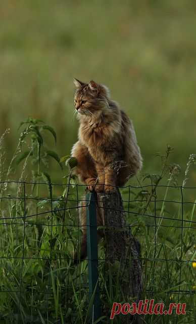 On joue à Chat perché au crepuscule... - Nièvre | Flickr - Photo Sharing!