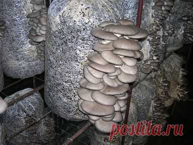 Бизнес курс - выращиваем грибы вешенка в домашних условиях