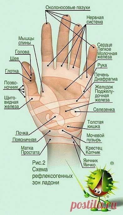 Проекция органов на ладони.