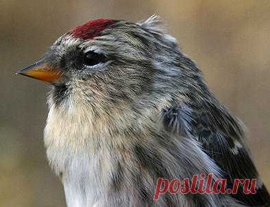 One Redpoll to Rule Them All New research shows that Common, Hoary, and Lesser Redpolls aren't genetically discrete.