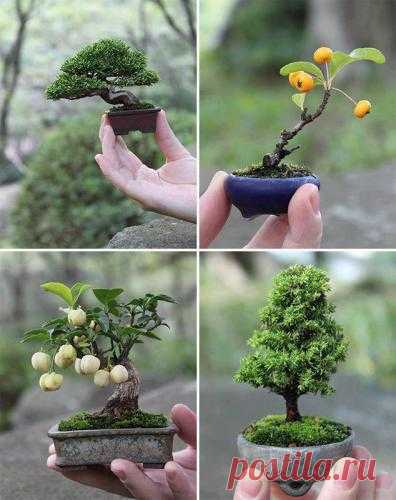 Маленькие японские деревья: искусство выращивания бонсай