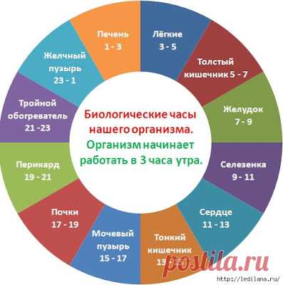 Мастера и умники: Часы работы нашего организма