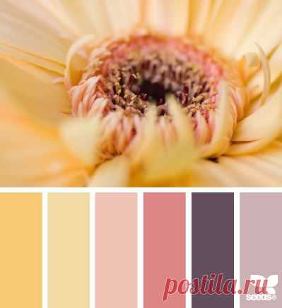 Design Seeds® | for all who ❤ color | petalled hues