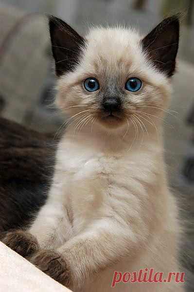 Adorable beautiful seal point kitten ~ The Animals Planet