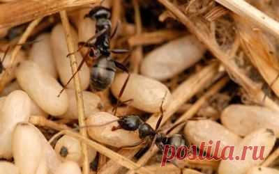 Снадобье против муравьёв на огороде | Редис