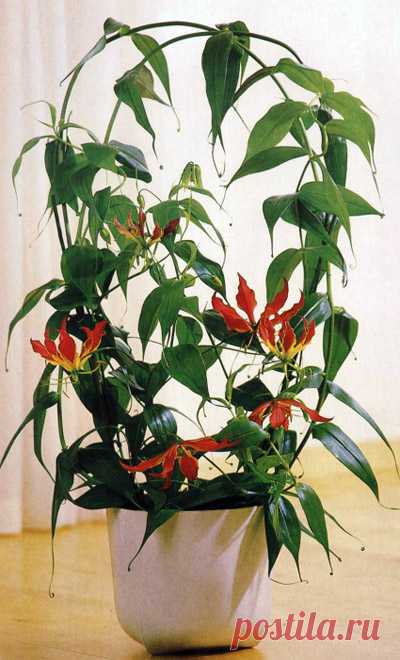 Огненная лилия, или Глориоза роскошная, (Gloriosa superba)