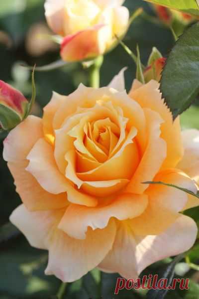 Rose ‘Manyo’ Rosa (Japan, 1988) | Beautiful roses