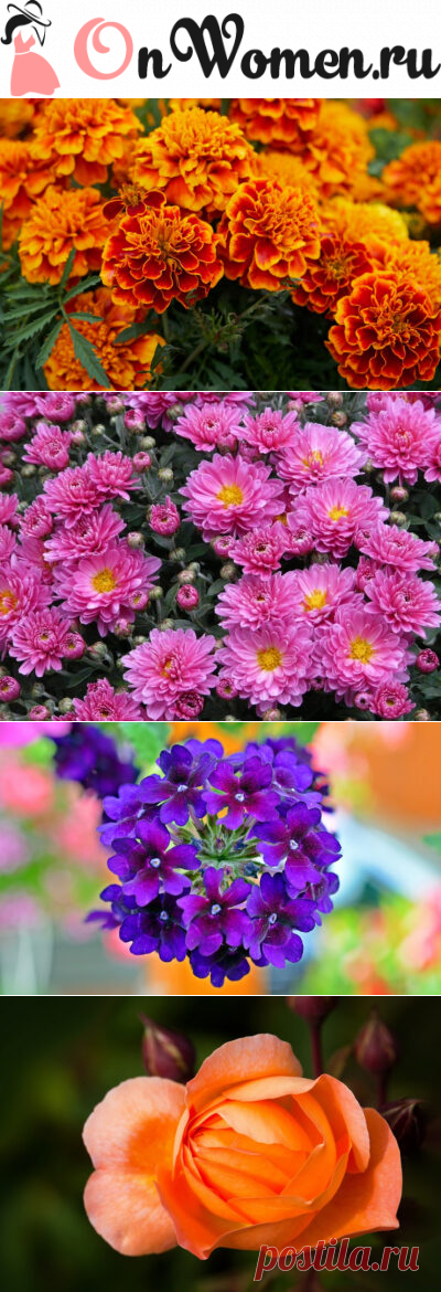Какие цветы не боятся заморозков осенью-зимой и продолжают цвести - Onwomen.ru