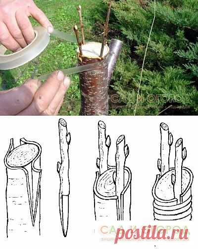 Самые простые способы прививки плодовых деревьев весной