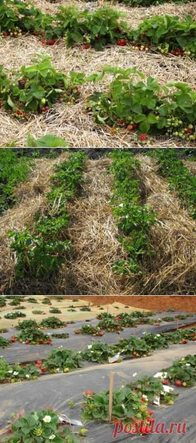 Мульчирование почвы: особенности использования травы, опилок, коры, хвои, пленки