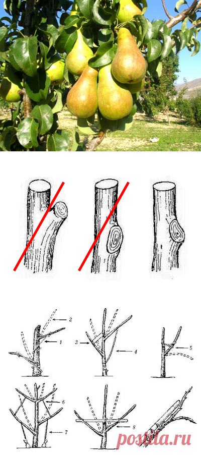 Формирование колоновидной яблони. Формировка груши чашей. Обрезка колоновидной груши весной. Обрезка плодовых деревьев весной груша. Формировка груши осенью.