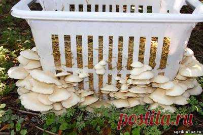Выращиваем грибы в корзине для белья