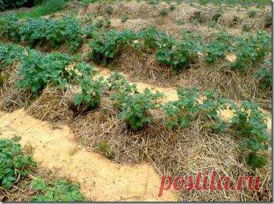 Выращивание и ХРАНЕНИЕ картофеля под соломой — 6 соток
