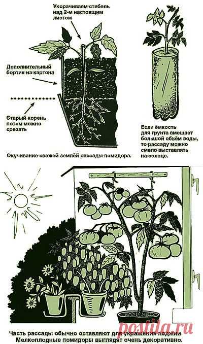 Что главное для выращивания рассады? | 6 соток