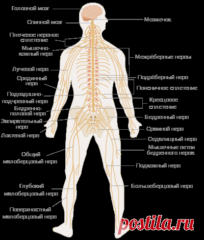 Нервная система — Википедия