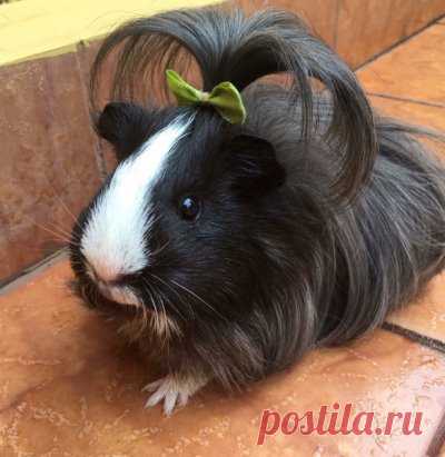 Когда волосы у свинки  более красивые и шелковистые, чем твои))