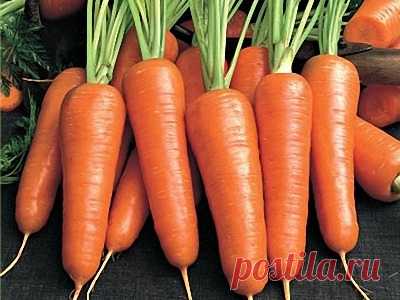 Уход за морковью летом