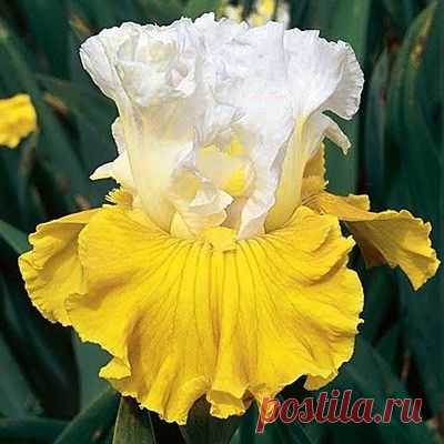 The epitome of cheerfulness, Tour de France’s bright yellow and white blooms are sure to put a smile on anyone’s face. This Bearded Iris’ blooms are also sweetly fragrant and deer resistant. | Luella Hinrichsen приколол(а) это к доске Just Iris~