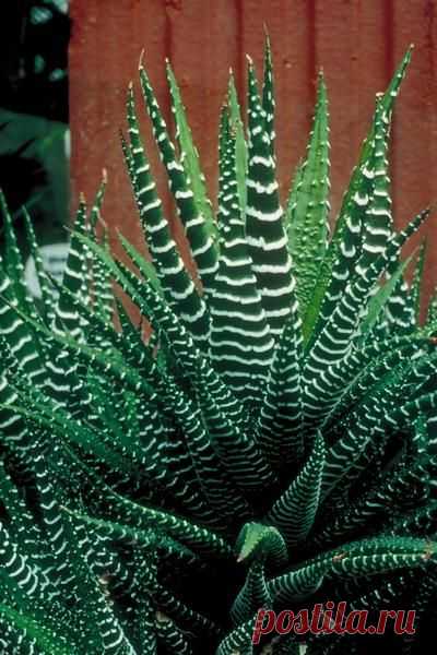 из SF Gate.  How to Grow a Zebra Cactus. Zebra Cactus - This plant will grow well in full sun and it requires very little water. Plants are 6" tall and will grow babies around the base of the mother plant. They produce small white flowers with purple pin stripes on a long outreaching stem. |  Pinterest • Всемирный каталог идей
