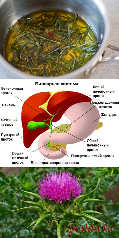 Целебные растения для очищения поджелудочной железы - Шаг к Здоровью