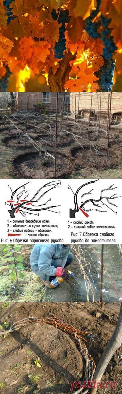 Уход за виноградом осенью или как подготовиться к холодам