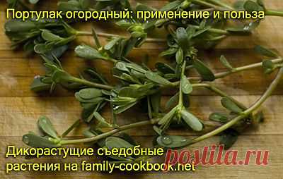 Портулак огородный - применение в кулинарии и польза для организма. Рецепты для диабетиков, Диета, Дикорастущие съедобные растения
