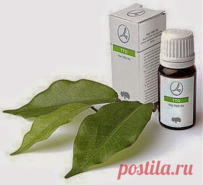 Капля масла – и жизнь снова прекрасна! | Друг пенсионера
Я учился в институте, и вот как раз подошло время сессии. Думаю, студенты всегда были и будут одинаковы. Прогулы во время семестра, веселые посиделки в кругу друзей и непременно с гитарой и, конечно же, никаких учебников и конспектов. Зато потом бессонные ночи, встречи рассветов с чашкой кофе и чужим конспектом и тщетные попытки выучить хоть что-нибудь к экзамену