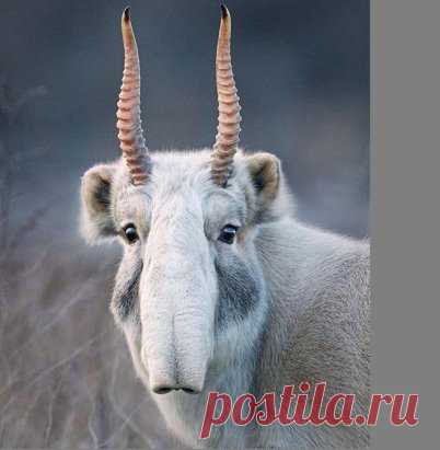 Сайгак – редкий вид антилопы