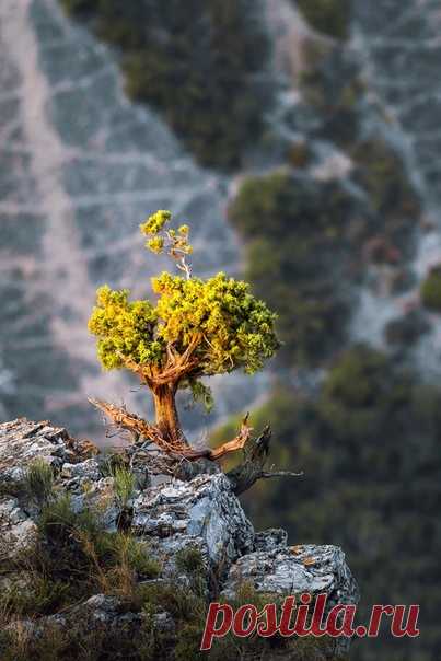 «И на камнях растут деревья» Склоны Сулакского каньона. Автор фото – Вячеслав Ложкин: nat-geo.ru/community/user/207722
