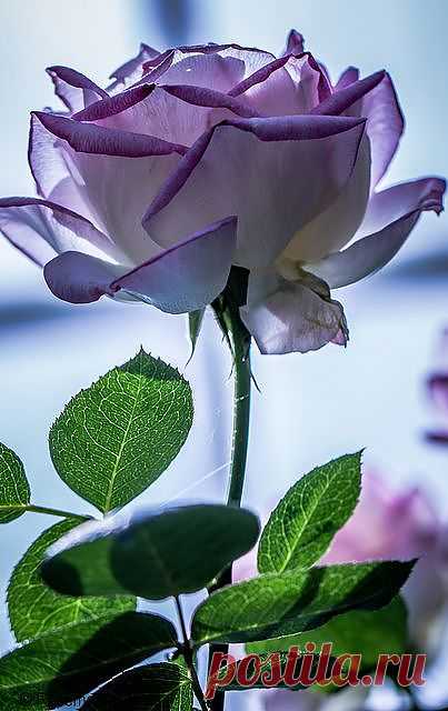 "Lilac Tinged Rose 12" | Flowers