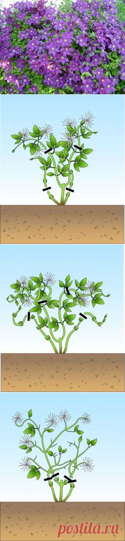 Как обрезать клематисы. - Садоводка