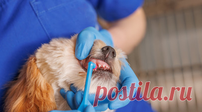 Кинолог Голубев: собаке нужна чистка зубов. Президент Российской кинологической федерации Владимир Голубев рассказал, что собака также нуждается в чистке зубов. Читать далее