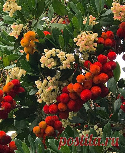 7 самых необычных плодовых деревьев в наших садах | Природа, путешествия и мы | Яндекс Дзен