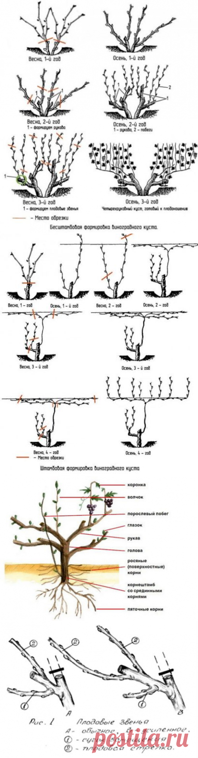Как правильно обрезать виноград весной для начинающих, схема, фото. Как правильно обрезать виноград весной
