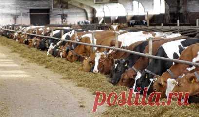 Компания BioSide представляет Вашему вниманию уникальный продукт Минеральный сорбент Fiber (осушитель) для всех видов птиц и животных.
Минеральный сорбент Fiber (осушитель) для свиней
Создает и сохраняет благоприятный микроклимат в помещении с животными.
Устраняет неприятный запах и подавляет бактерии.
ED-Sorb 15 помогает снизить количество бактерий и вирусов.
Это семейства бактерий стафило