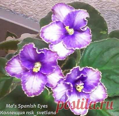 Ma's Spanish Eyes