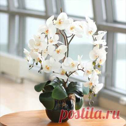 Как заставить цвести орхидею
           
1. Не двигай горшок с орхидеей. Цветок не любит стрессов, каждое даже маленькое передвижение, для него травматично. Он реагирует на положение к свету, поэтому если возникла необходимость перенести или передвинуть горшочек, пометь, каким боком он стоял к солнцу и так поставь. Старайся поливать цветок, не сдвигая горшок с места. Со сменой положения меняется и сторона, обращенная к солнцу, что неблагоприятно сказывается на росте, особ