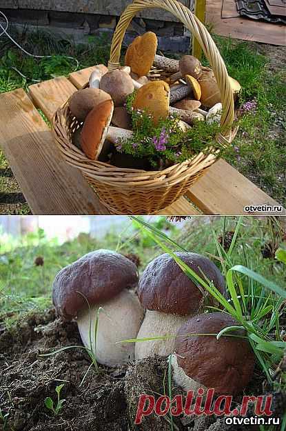 Какие существуют особенности выращивания грибов .