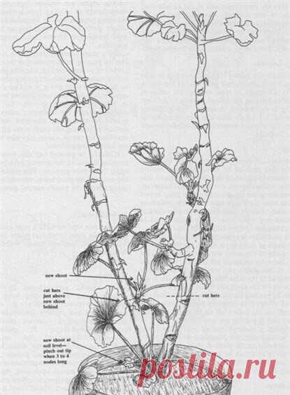 Как обрезать герань правильно? 

Я очень люблю герань, но за зиму она так вытягивается, что совершенно теряет декоративность. Посоветуйте, когда и как - лучше проводить обрезку? 

В течение зимы герань, или пеларгония, продолжает расти. Из-за отсутствия достаточного количества света побеги вытягиваются, и кусты могут приобрести некрасивые, непропорциональные формы. 

Поэтому ежегодно в конце зимы - начале весны растениям необходима обрезка. К тому же такая обрезка стимулир...